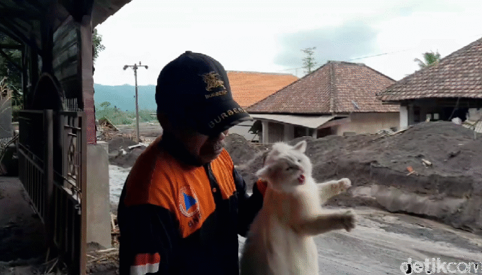 2 Anabul Dievakuasi, 4 Hari dalam Mimpi Maut Erupsi Semeru: Kisah Tak Terelakkan