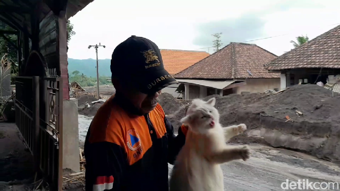 2 Anabul Dievakuasi, 4 Hari dalam Mimpi Maut Erupsi Semeru: Kisah Tak Terelakkan