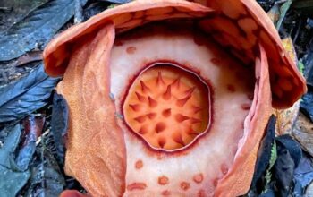 Skandal Rafflesia Hasseltii: Oxford University Lupakan Kontribusi Peneliti Indonesia