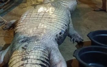 **Insiden Tragis: Buaya 585 Kg dengan Isi Perut Menakutkan Meninggal di Riau**