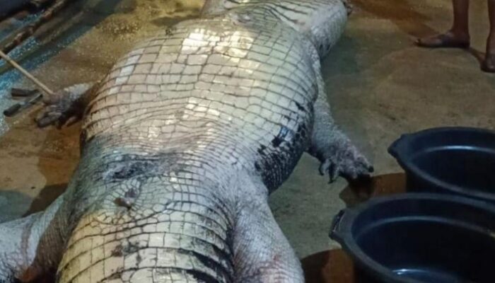 **Insiden Tragis: Buaya 585 Kg dengan Isi Perut Menakutkan Meninggal di Riau**