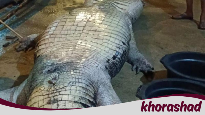 **Insiden Tragis: Buaya 585 Kg dengan Isi Perut Menakutkan Meninggal di Riau**
