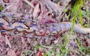 Petani Buton Selatan Jadi Korban Ular Piton 7 Meter: Kisah Mengerikan yang Tak Terduga