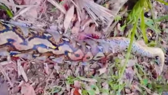 Petani Buton Selatan Jadi Korban Ular Piton 7 Meter: Kisah Mengerikan yang Tak Terduga