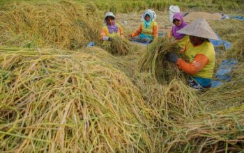“Reformulasi Regulasi Pangan: Solusi atau Krisis untuk Masa Depan?”