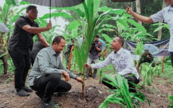 “Tanam Kelapa, Cegah Krisis! Ini Langkah Pemkab Badung”
