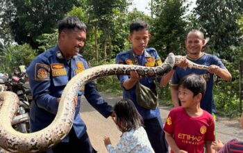 Mengejutkan! Ular Sanca 3 Meter Terdapat di Saluran Limbah RPA Cileungsi, Warga Segera Hubungi Damkar