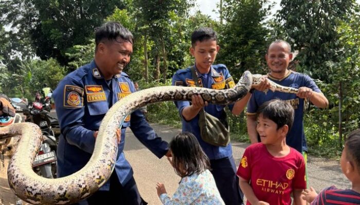 Mengejutkan! Ular Sanca 3 Meter Terdapat di Saluran Limbah RPA Cileungsi, Warga Segera Hubungi Damkar