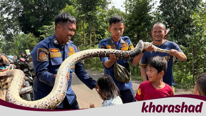 Mengejutkan! Ular Sanca 3 Meter Terdapat di Saluran Limbah RPA Cileungsi, Warga Segera Hubungi Damkar